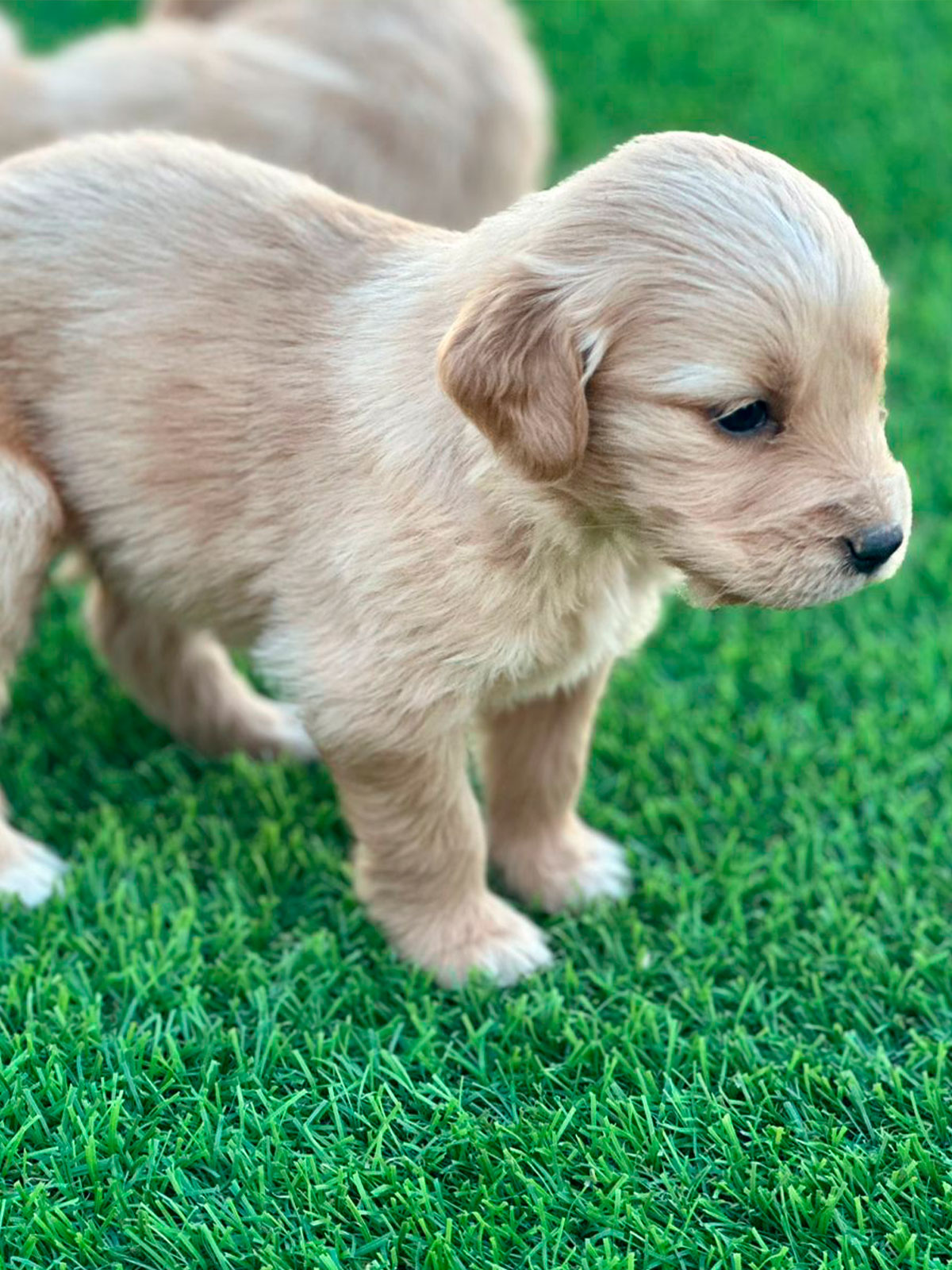 Golden Retriever cachorro 1