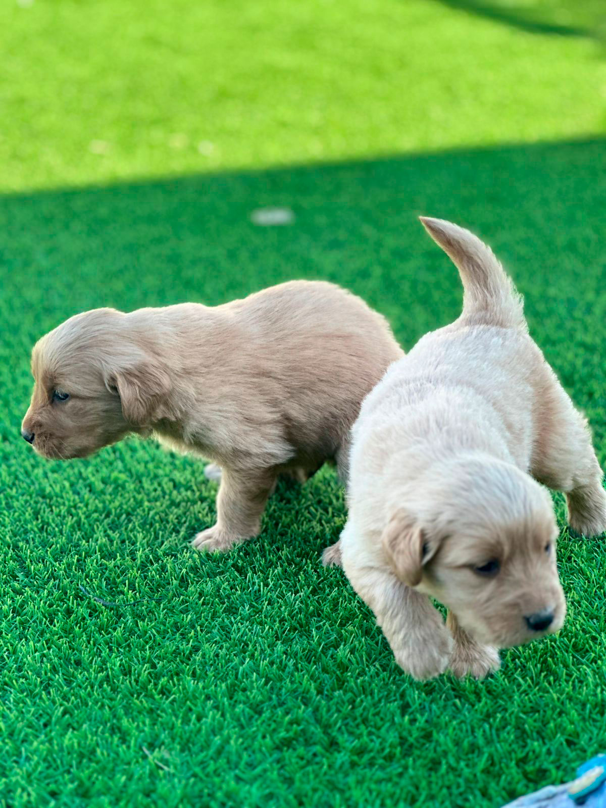 Golden Retriever cachorro 2