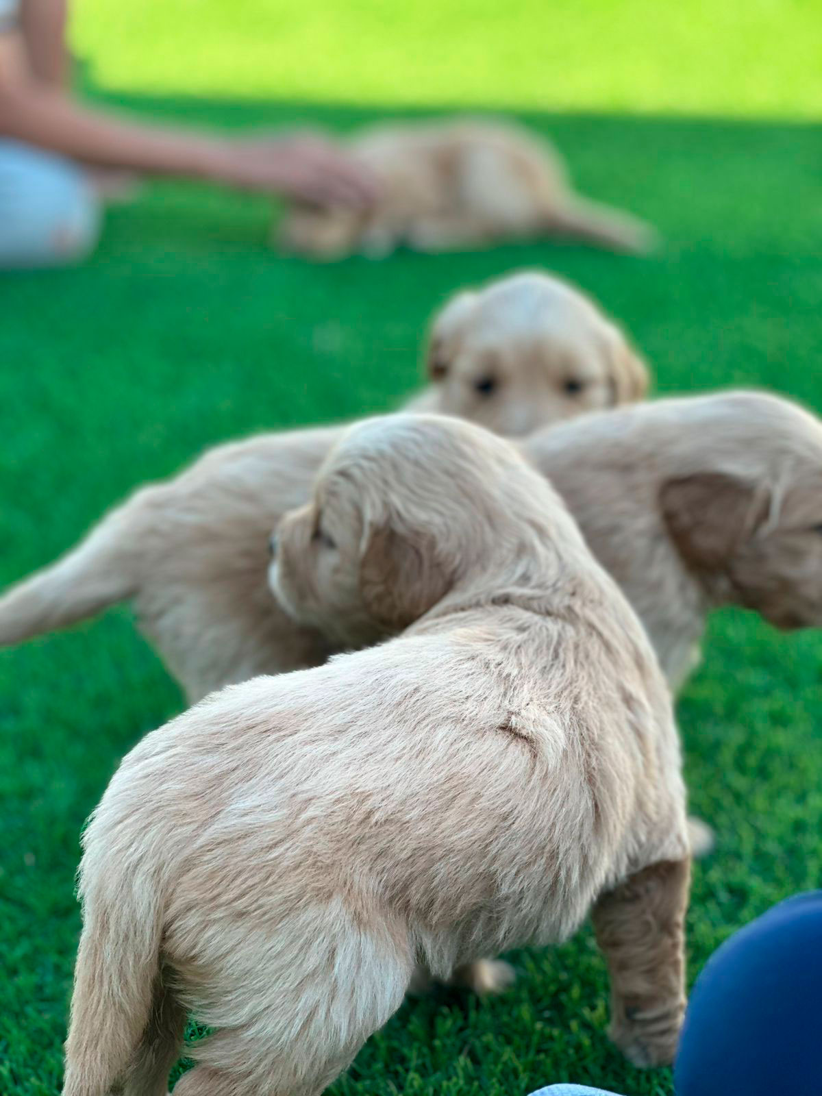 Golden Retriever cachorro 3