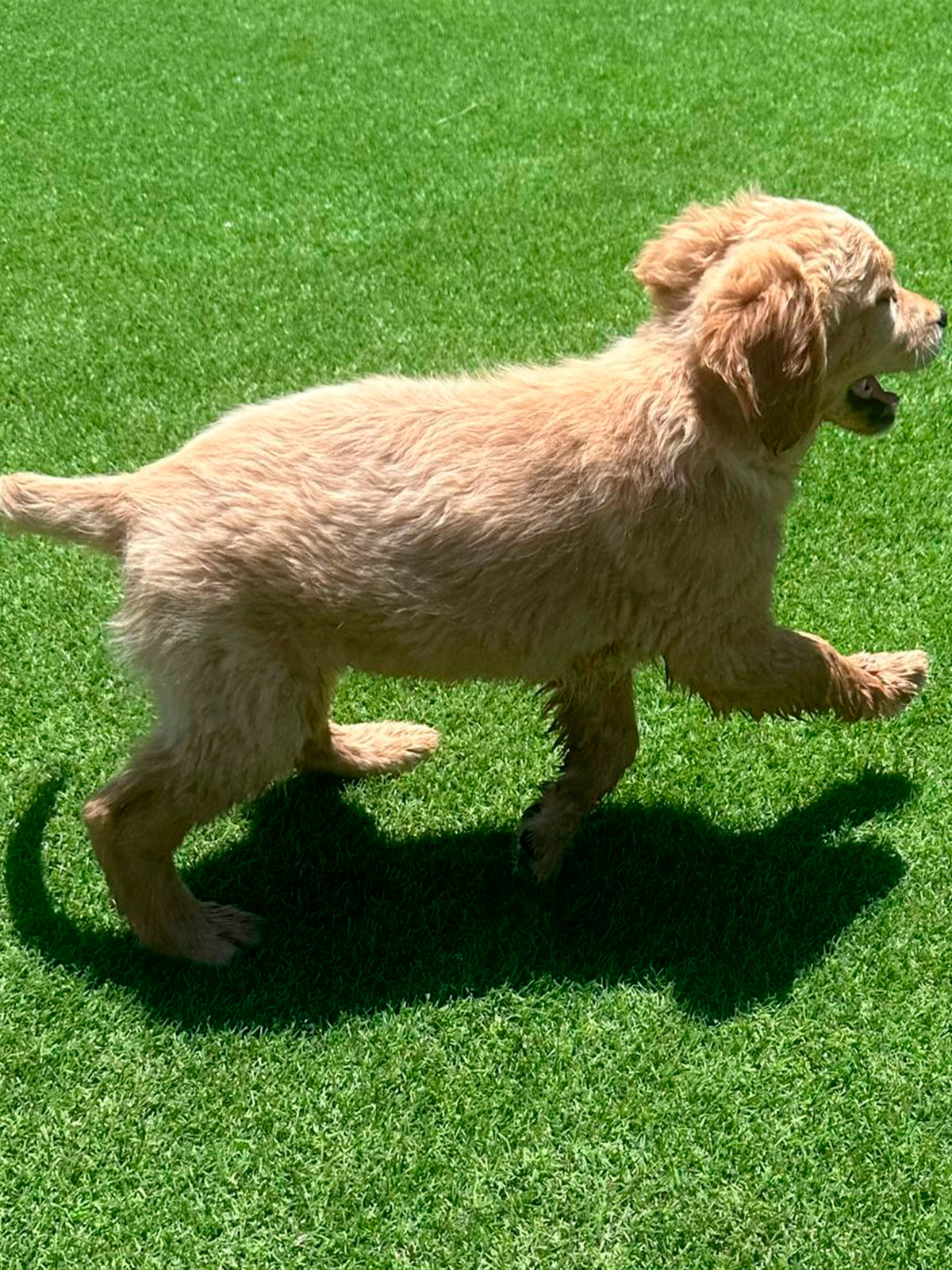 Golden Retriever cachorro 4