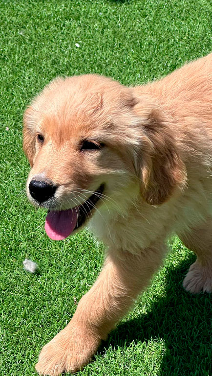 Golden Retriever Criaderos Hermosillo