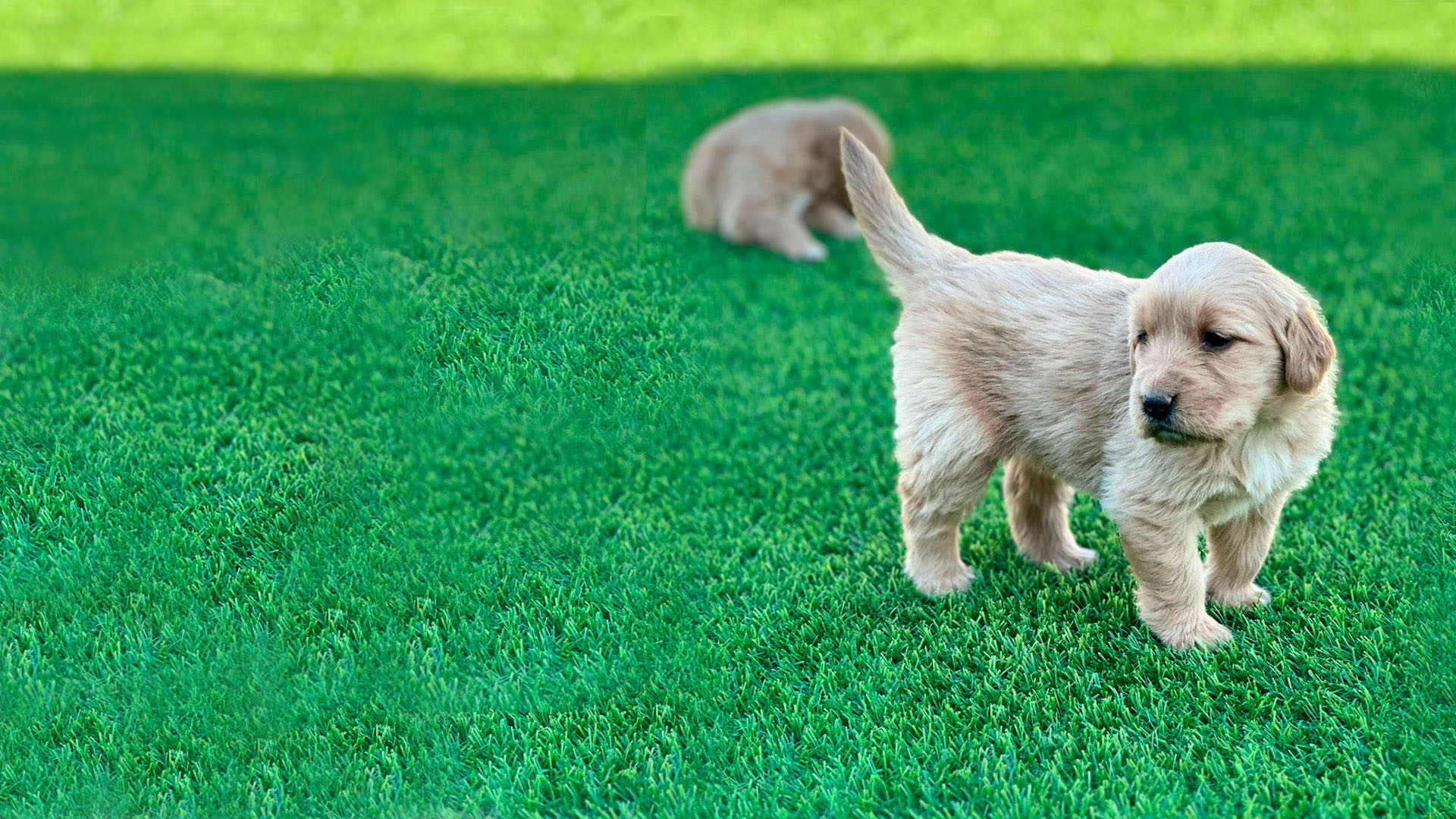 Imagen de cachorro labrador Golden Retriever